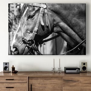 Black and White Horse Canvas Print: Equestrian Wall Art