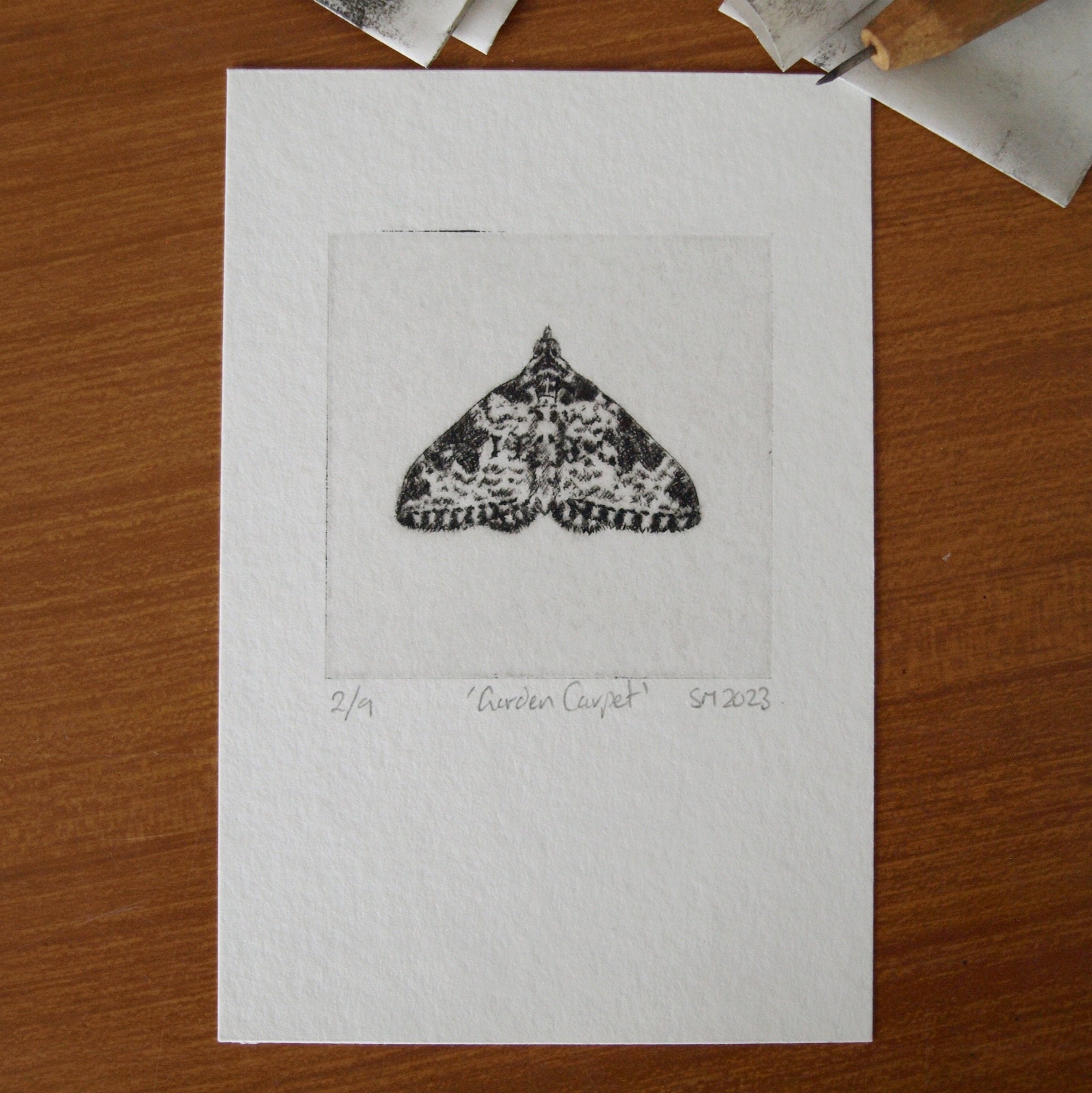 Garden Carpet Moth Original Print Insect Art - Etsy