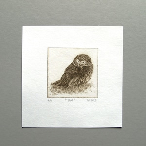 Owl Small Etching Print, Bird of Prey