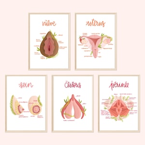 Anatomical illustration poster Uterus Clitoris Breast Perineum Vulva Gynecology Women Art print A4