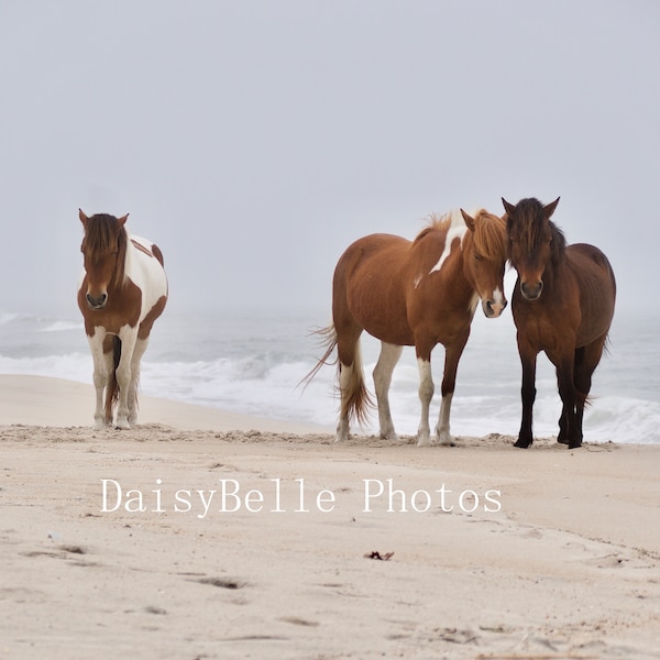 Wild Horses Ponies Print  Fine Art Photography Photo Horses on the Beach