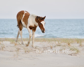 May include: A brown and white pinto foal walks on a sandy beach with tall grass and the ocean in the background.