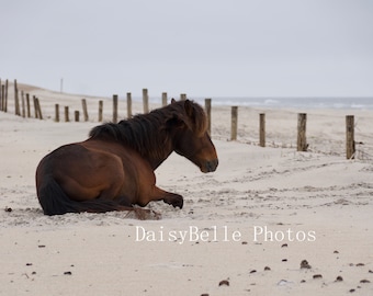 May include: A brown horse is lying down on a sandy beach with a wooden fence in the background.