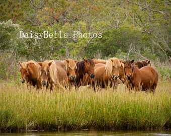 Wild Horses Ponies Print  Fine Art Photography Photo Horse Pony in the Marsh Assateague Island