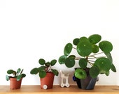 Pilea Peperomioides in 4 quot plastic pot
