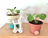 Baby Pilea peperomioides in 3 quot pot