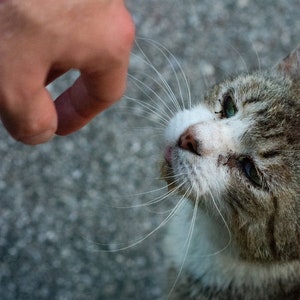 May include: A close-up of a gray and white cat with green eyes looking up at a hand reaching out to pet it.