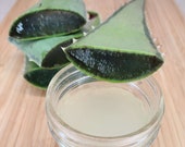 Organic Pure Aloe Vera Gel Vegan Skin Care Scalp Health Antioxidants
