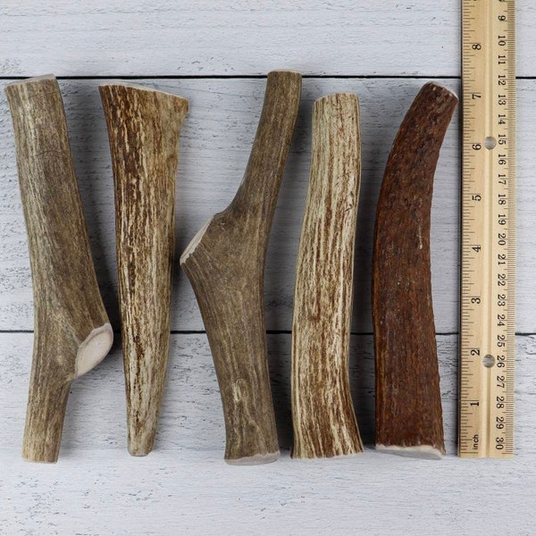 Elk Antler Etsy