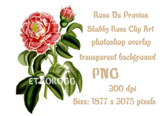 pink rose vintage png flower clipart overlay transparent etsy