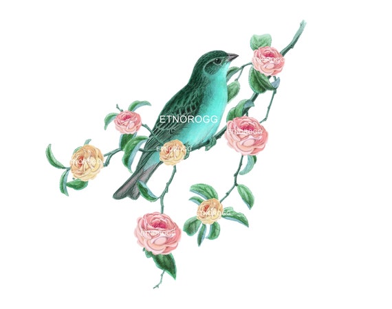 Bird Branch Rose Clipart Png Overlay Transparent Flower Aqua Etsy