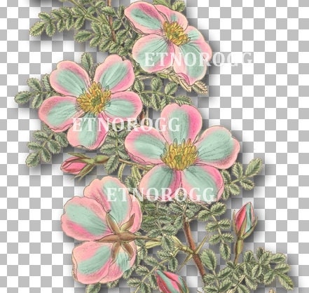 Large rose clipart overlay PNG transparent flower bush clip | Etsy