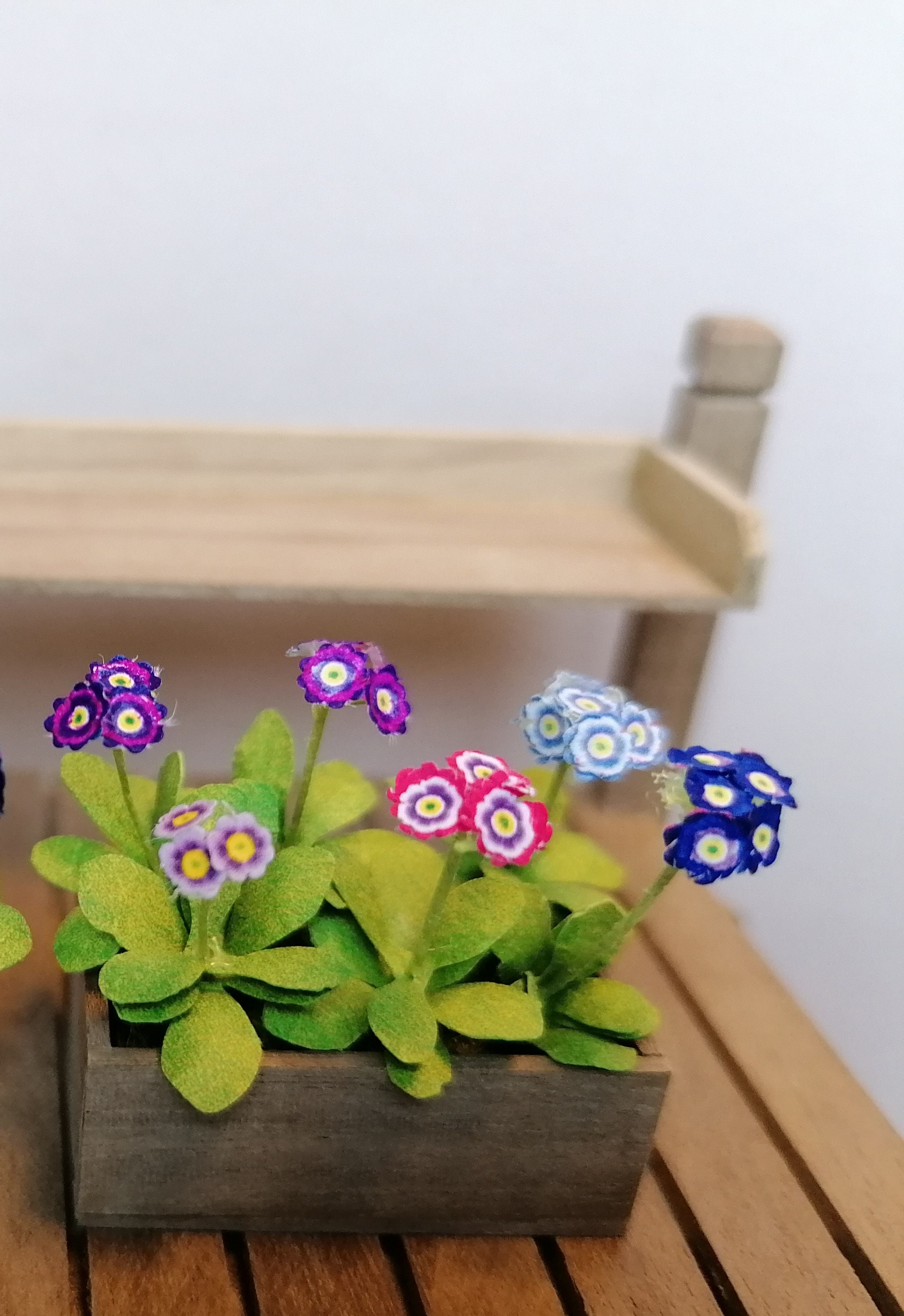 Miniature Primula Auricula flower in the box 1:12 dollshouse | Etsy