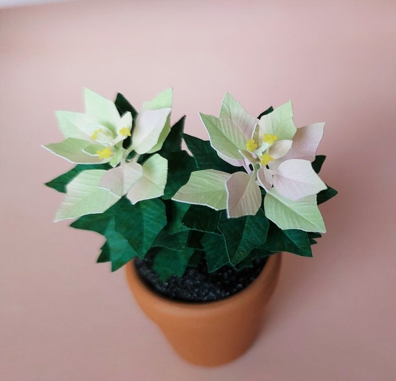 Miniatur KIT Pink-grner Weihnachtsstern Blume Pflanze Weihnachtsgarten  Blume 1:12, DIY - Etsy sterreich