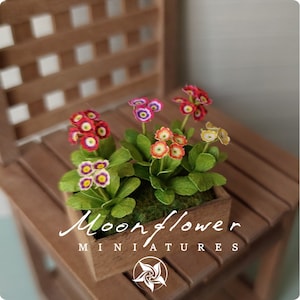 Miniatur Primula Auricula Blume in der Dose 1:12 Puppenhaus Feenkatzengarten 25mm