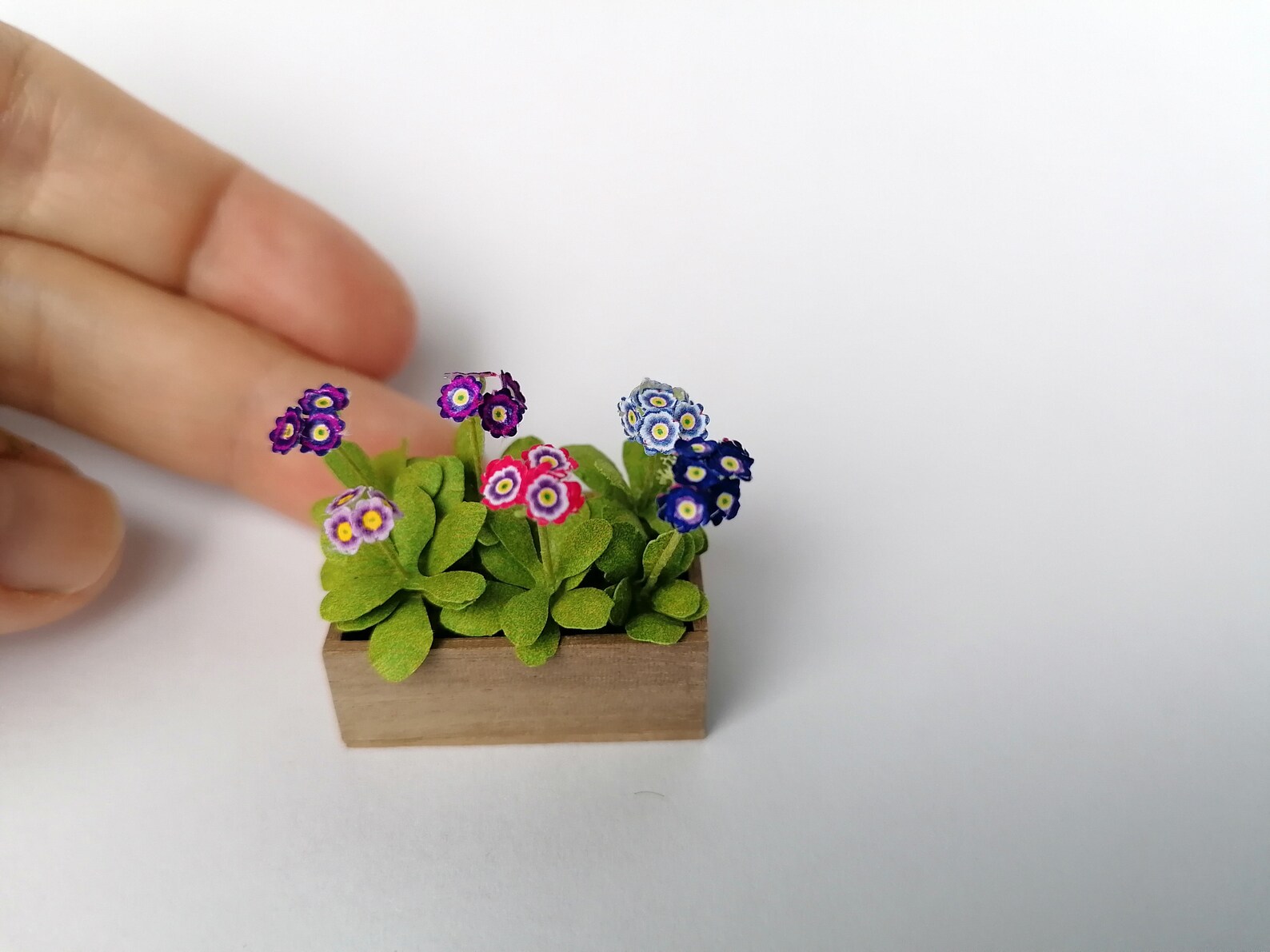 Miniature Primula Auricula Flower in the Box 1:12 Dollshouse - Etsy