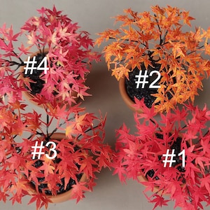 Miniature hand made 1:12 Maple bonsai tree in the planter llshouse  garden flower fairy cat garden plant