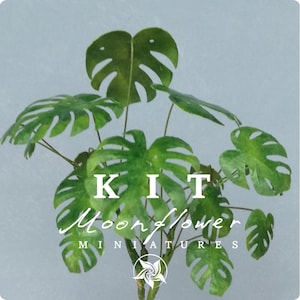 Miniatur Blumen Bausatz 1:12 Monstera Palmen Gartenblumenladen, DIY Feengarten