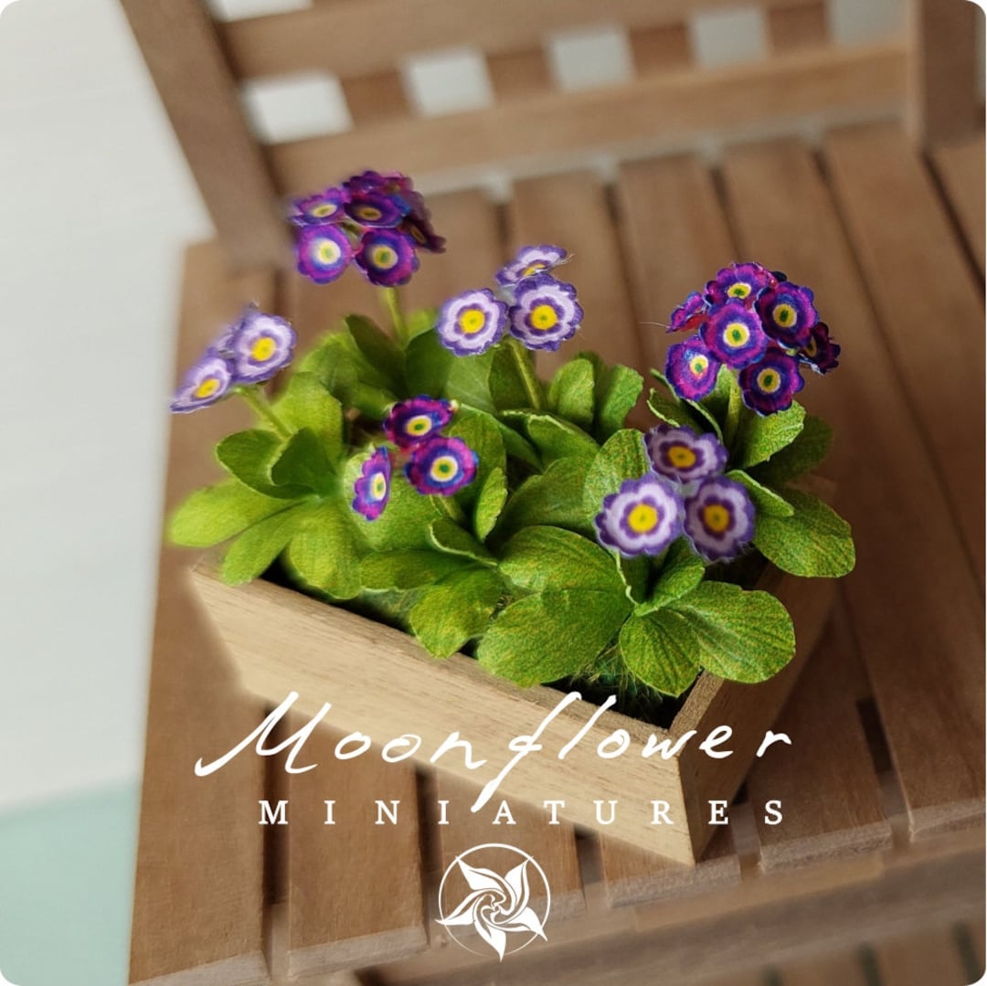 Miniature Primula Auricula Flower in the Box 1:12 Dollshouse Fairy Cat ...