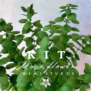 Kit Extra Blätter für Hortensie, Puppenhaus, Miniaturgarten, Blumenladen, Papierhandwerk, Maßstab 1:12, DIY