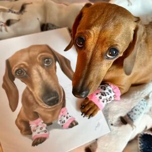 Dachshund Unique hand-drawn dog art, detailed colored pencil portrait from your pet photo.