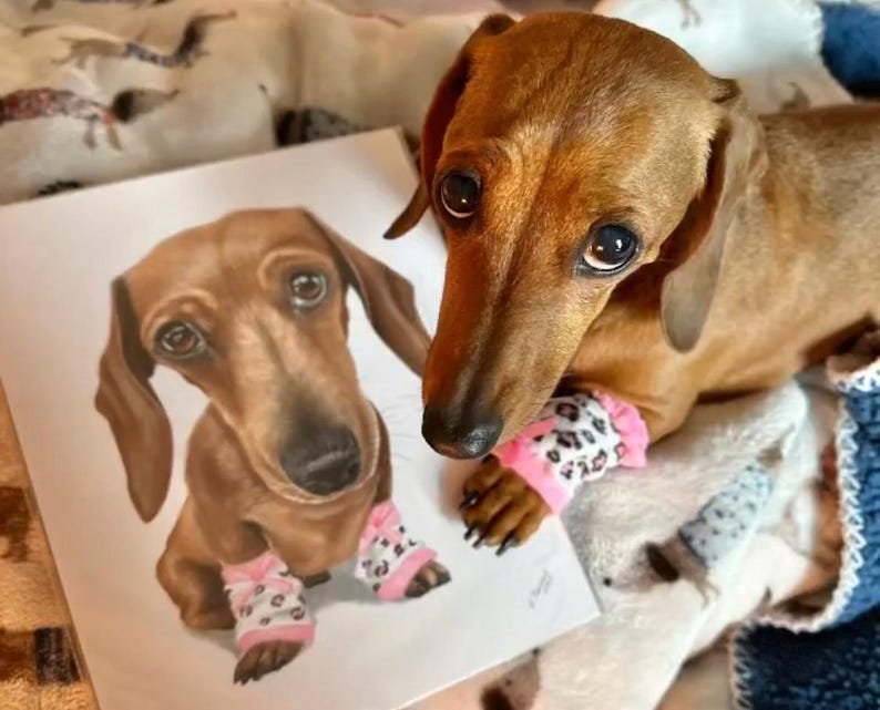 Dachshund Unique hand-drawn dog art, detailed colored pencil portrait from your pet photo.