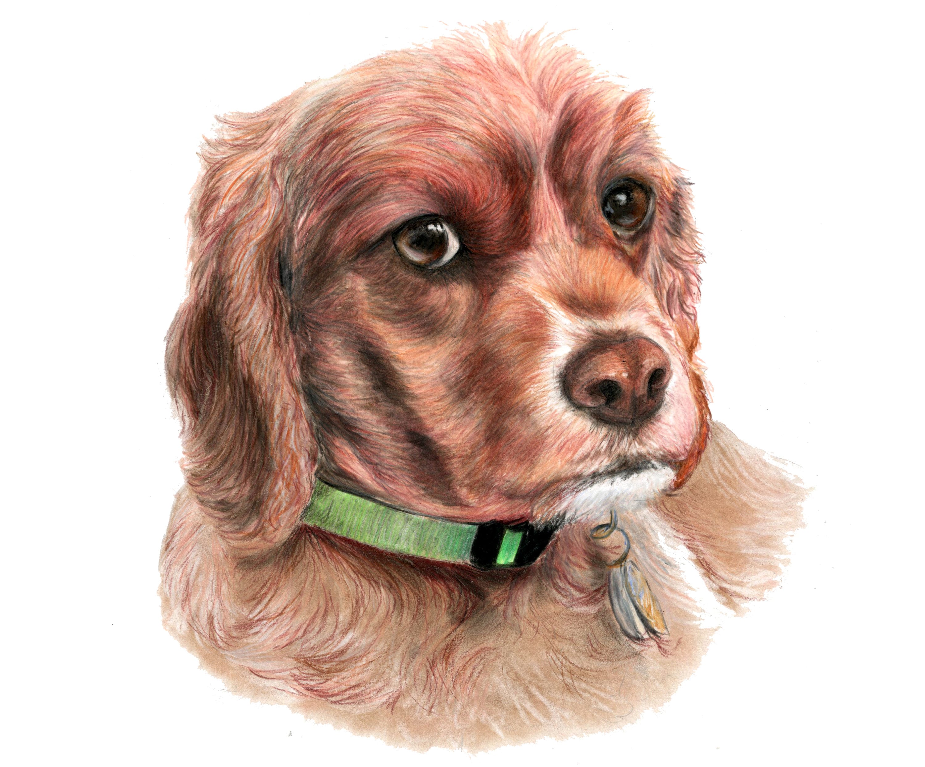 Realistic Pet portrait drawing colored pencil dog portrait Etsy