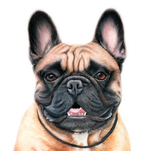 Custom dog portrait artwork, realistic hand-drawn colored pencil drawing on paper.