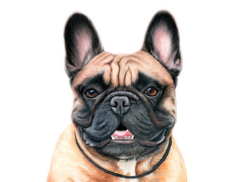 Custom dog portrait artwork, realistic hand-drawn colored pencil drawing on paper.