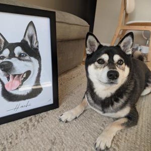 May include: A framed portrait illustration of a black and white dog with the name Hachi written in cursive below the image, positioned next to a black and white Shiba Inu dog lying down on a textured rug.
