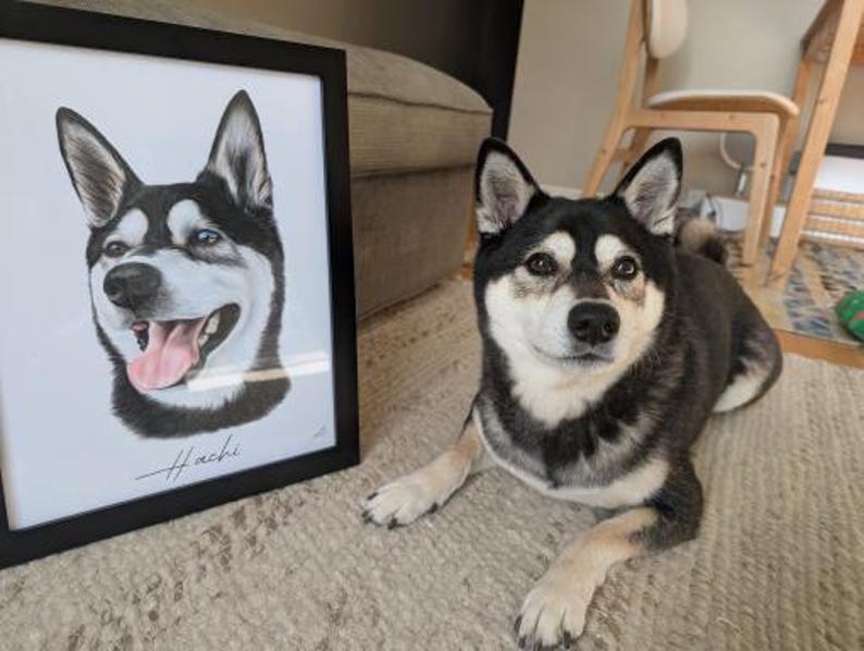 May include: A framed portrait illustration of a black and white dog with the name Hachi written in cursive below the image, positioned next to a black and white Shiba Inu dog lying down on a textured rug.