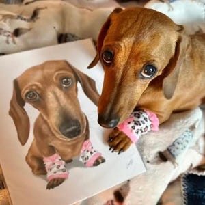 May include: A brown dachshund with large dark eyes wearing pink and white leopard print leg warmers, positioned next to a realistic portrait print of the same dog wearing identical pink and white leopard print leg warmers.