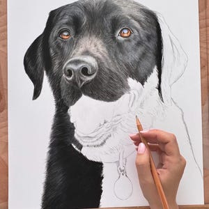 May include: A detailed pencil drawing of a black and white dog with brown eyes. The artwork is in progress, with the artist's hand holding a pencil, adding shading to the dog's fur. The dog wears a collar with a tag.