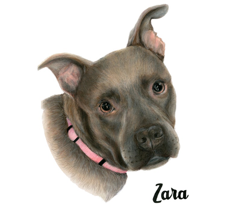 Pet portrait from photo Pet parent gift Pet sympathy gift drawing from photo Custom dog portrait Custom drawing Photo to art