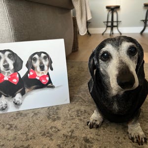 May include: A portrait of two dachshunds wearing bow ties with red polka dots. A real dachshund, wearing a black sweater, sits next to the portrait. The dog has a black and white coat and is looking at the camera.