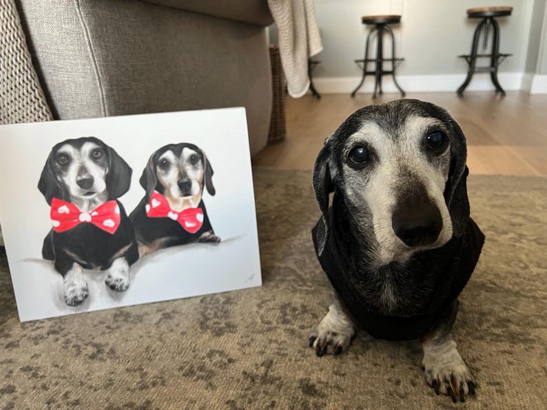 May include: A portrait of two dachshunds wearing bow ties with red polka dots. A real dachshund, wearing a black sweater, sits next to the portrait. The dog has a black and white coat and is looking at the camera.
