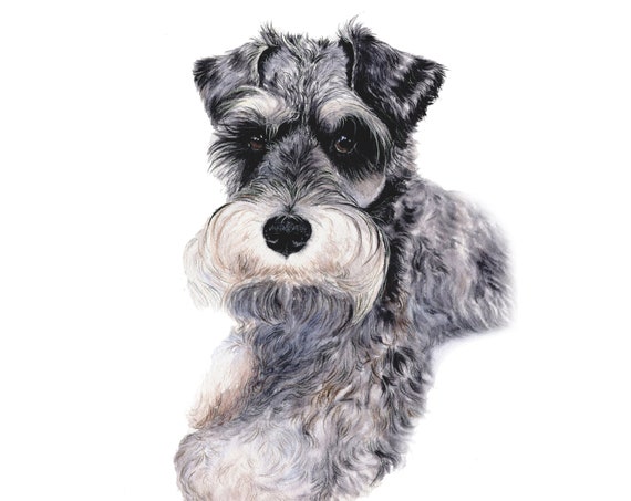 Schnauzer Custom Pet Portrait Dog Portrait Drawing From Photo - Etsy