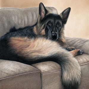 May include: A detailed drawing of a German Shepherd dog resting on a brown sofa. The dog has black and tan fur, with a long, fluffy tail. The dog is looking directly at the viewer. The sofa is a neutral brown color.