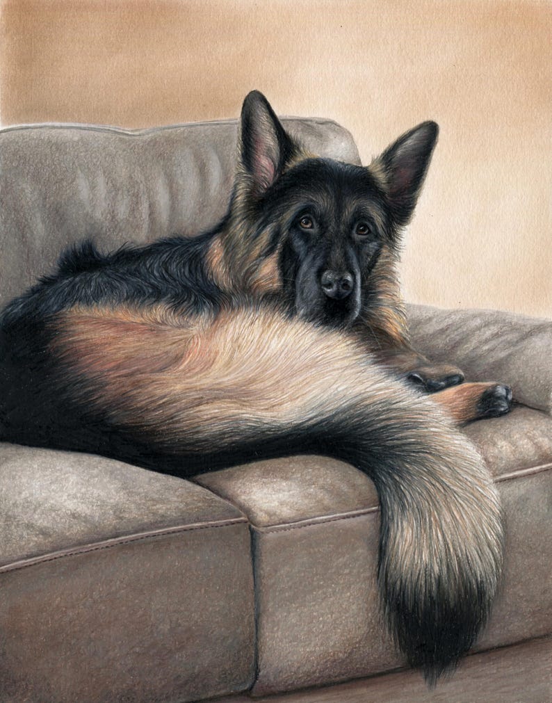 May include: A detailed drawing of a German Shepherd dog resting on a brown sofa. The dog has black and tan fur, with a long, fluffy tail. The dog is looking directly at the viewer. The sofa is a neutral brown color.