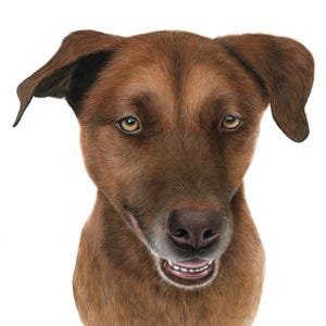 Custom rhodesian ridgeback pet portrait, hand drawn dog portrait realistic colored pencils drawing