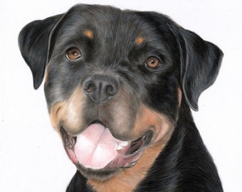 Custom pencil pet portrait dog portrait colored pencil hand drawn pet portrait from photo / Rottweiler/ dog sympathy gift