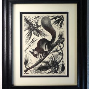 May include: Framed black and white print featuring a squirrel perched on a tree branch, surrounded by pine needles and cones. The artwork is presented in a black wooden frame with a cream mount.