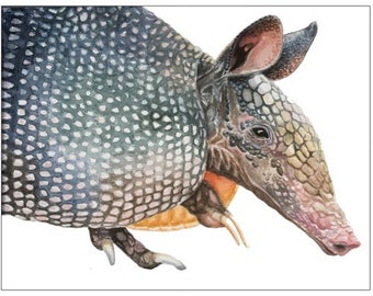 Armadillo Card- 3 Pack