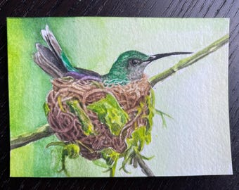 ACEO original Hummingbird Watercolor Painting