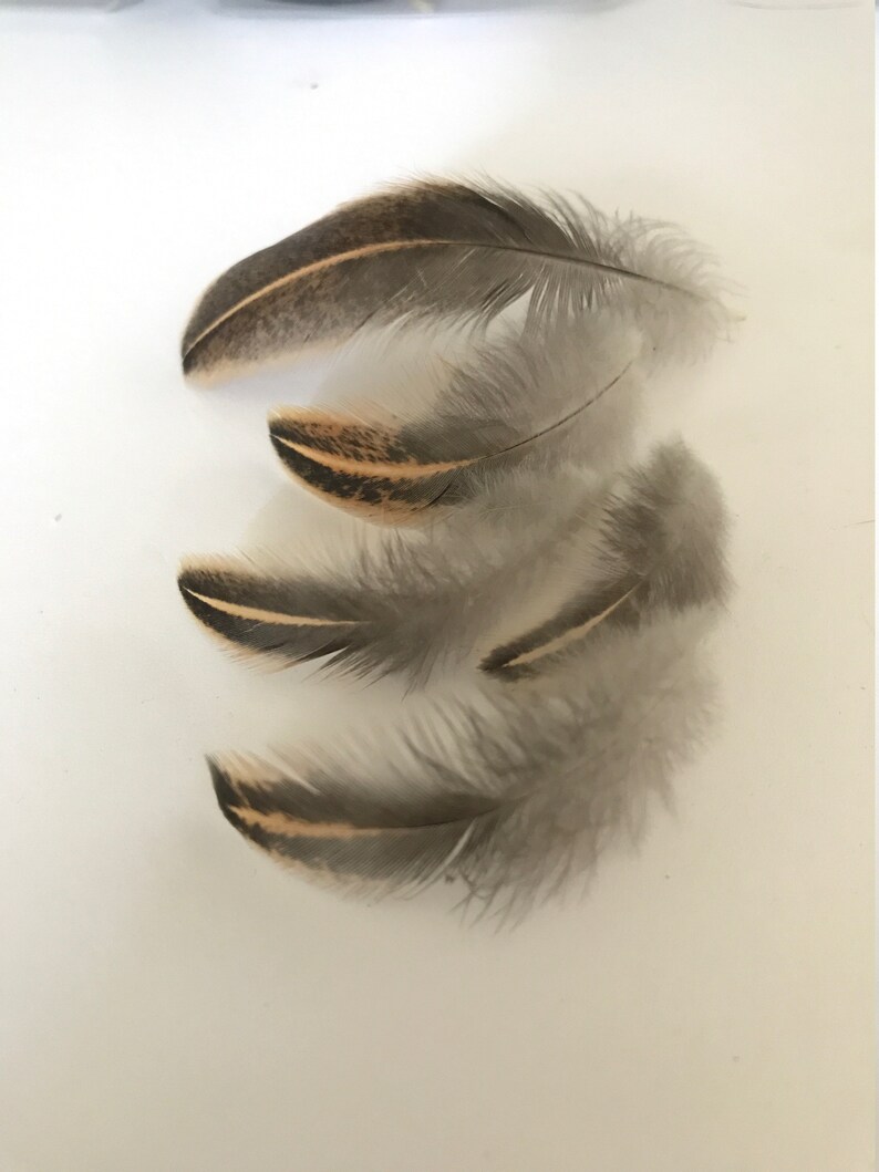 15 Cruelty Free Serama Chicken Feathers