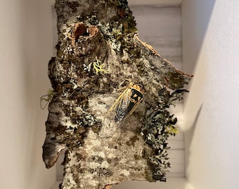 One of a Kind Box- Morning Cicada