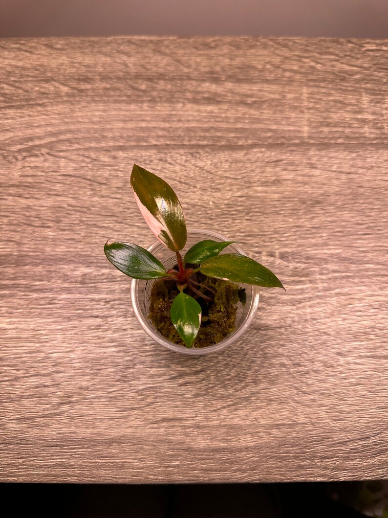 Philodendron Pink Princess Etsy