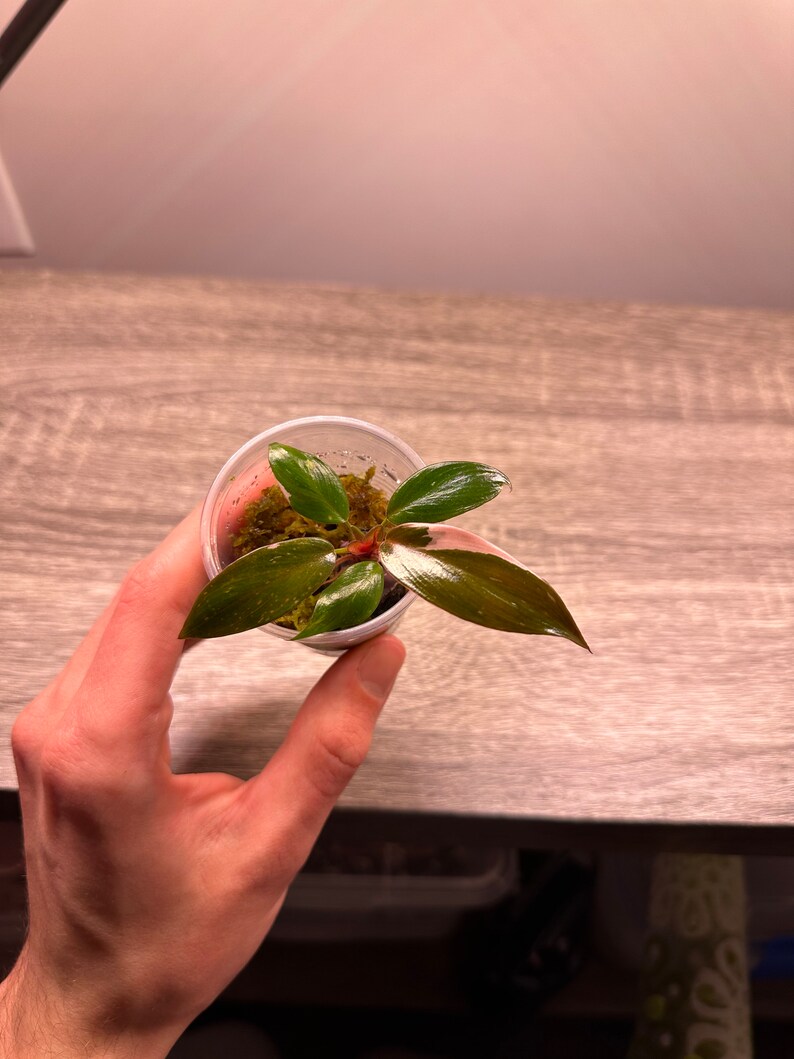 Philodendron Pink Princess Etsy