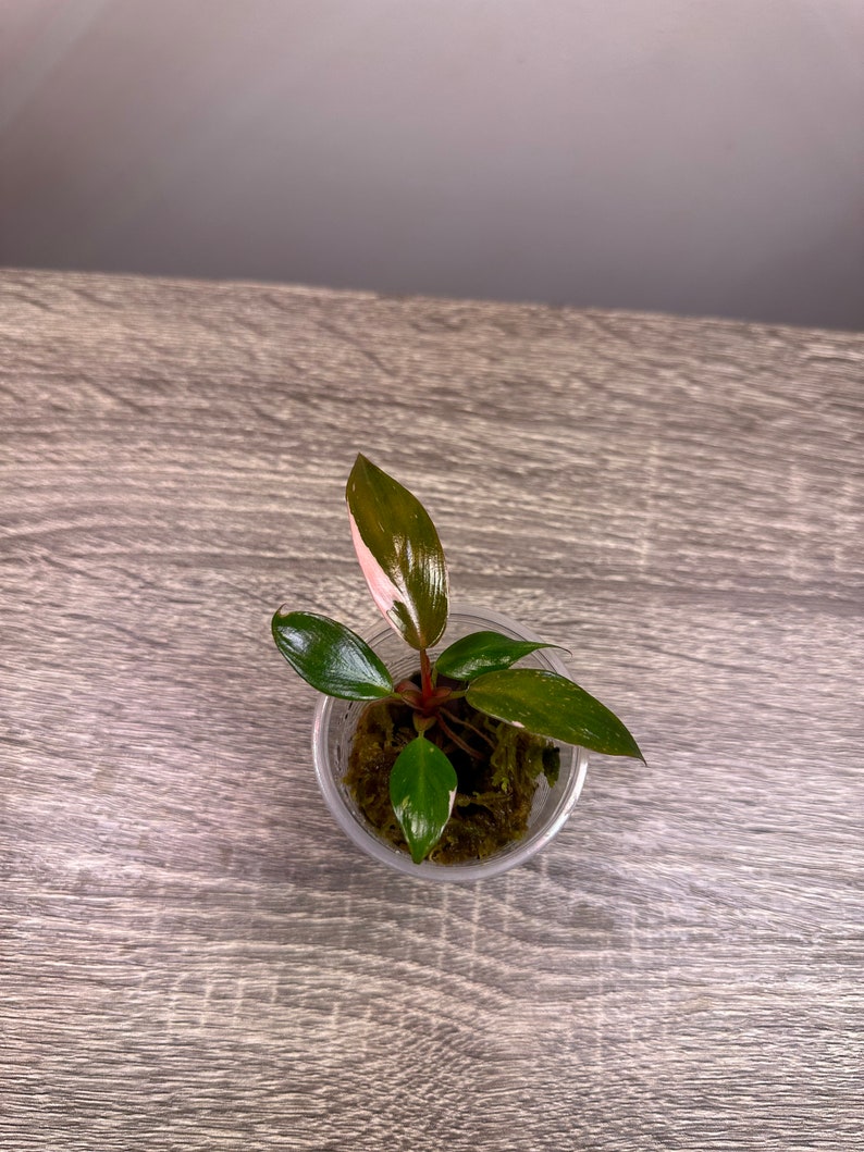 Philodendron Pink Princess Etsy