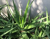 12 quot inch Aloe Vera plant (Barbadensis) medical edible